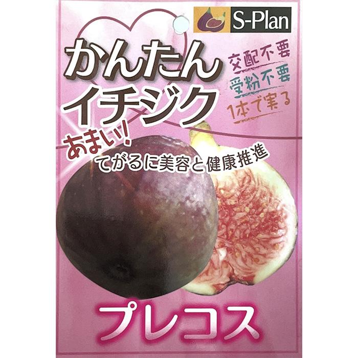 日本花キ流通 予約販売 いちじく 苗 プレコス 15cmポット イチジク