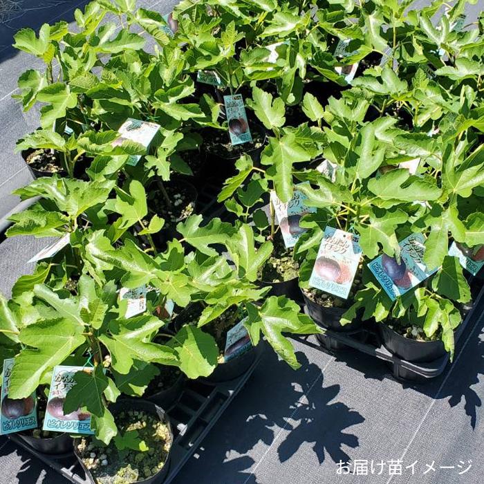 イチジク　プレコス　実付き特大苗　果樹 イチジク プレコス 実付き特大苗 果樹 イチジク プレコス 実付き特大苗