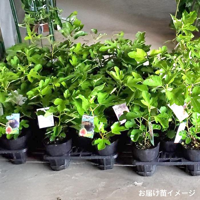 日本花キ流通 予約販売 いちじく 苗 プレコス 15cmポット イチジク