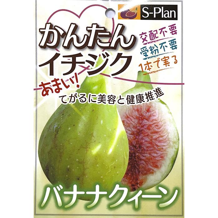 日本花キ流通 予約販売 いちじく 苗 バナナクィーン 15cmポット