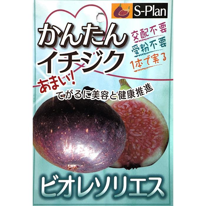 日本花キ流通 予約販売 いちじく 苗 ビオレソリエス 15cmポット 日本花キ流通 予約販売 いちじく 苗 ビオレソリエス 15cmポット