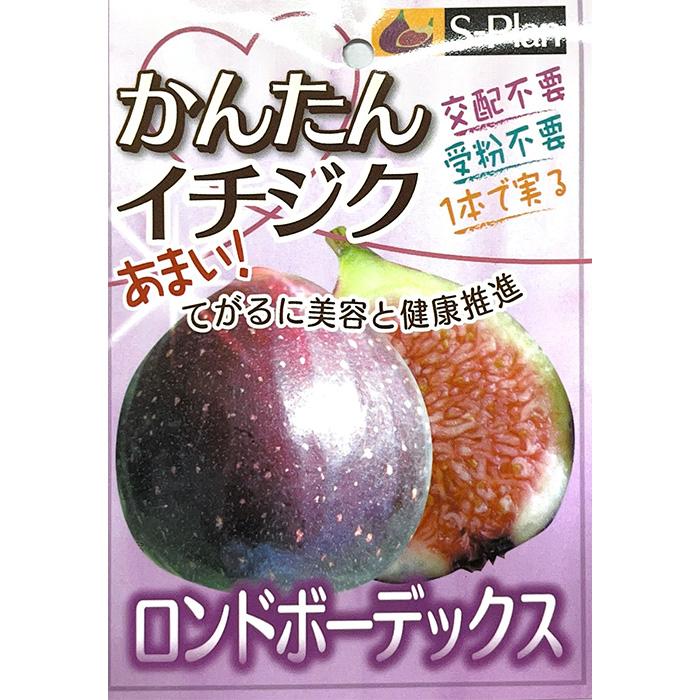 日本花キ流通 予約販売 いちじく 苗 ロンドボーデックス 15cm 日本花キ流通 予約販売 いちじく 苗 ロンドボーデックス 15cm