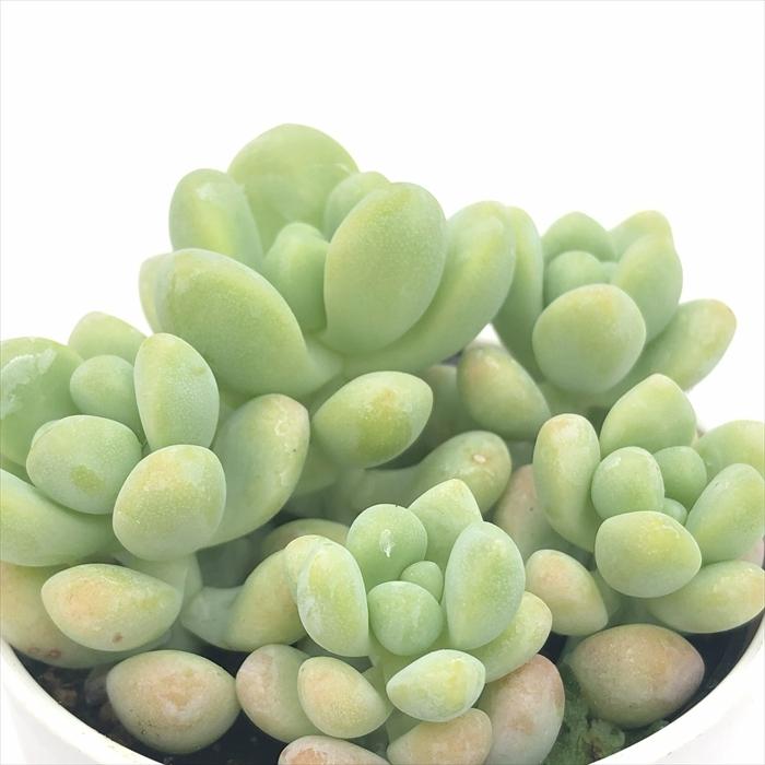 日本花キ流通 多肉植物 hmセダム 天使の雫 多肉植物 セダム 6cmポット