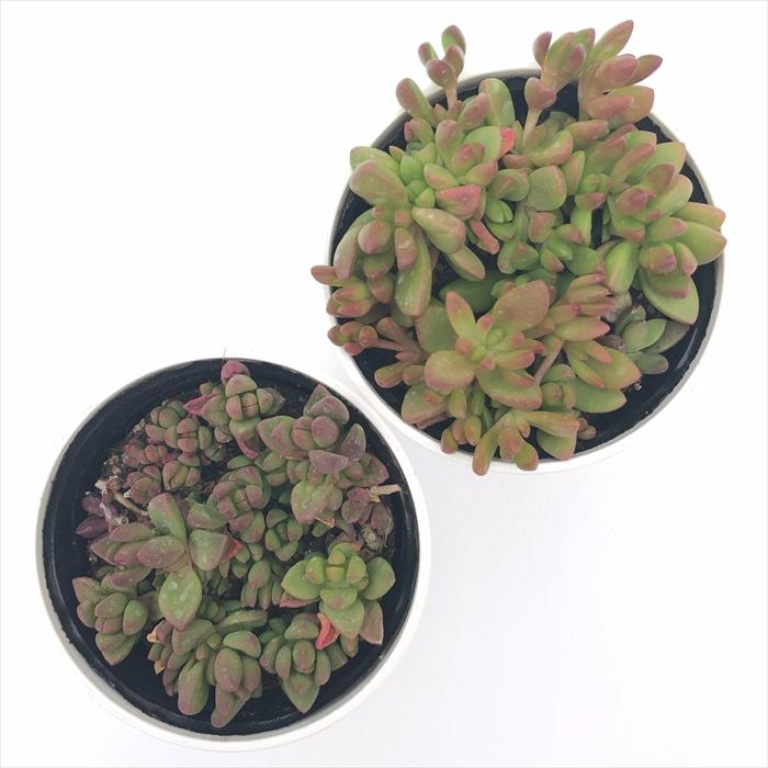 日本花キ流通 多肉植物 hmデロスペルマ ヌビゲナム 多肉植物 メセン