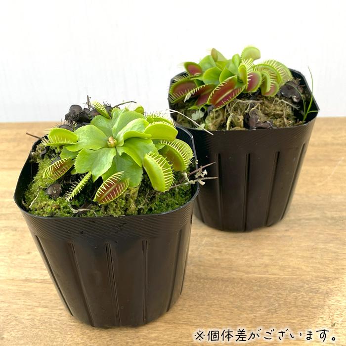 【奇形】 BCP Kim Il sung ハエトリソウ 食虫植物 奇形】 ハエトリソウ BCP Kim jong il 食虫植物 金正日 D - メルカリ