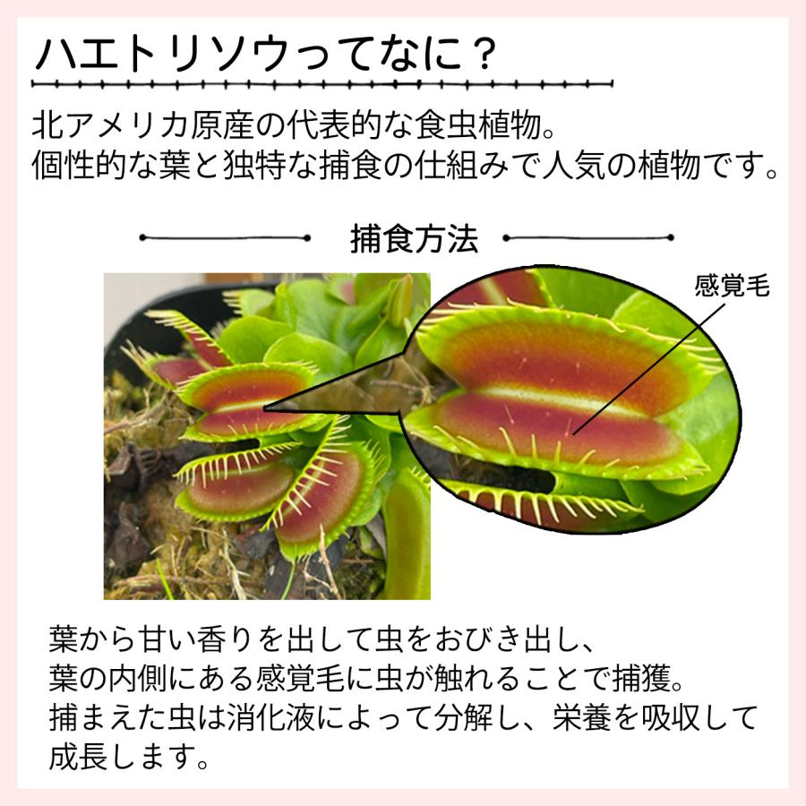 日本花キ流通 食虫植物 ハエトリソウ ジャイアントトラップ 7.5cm