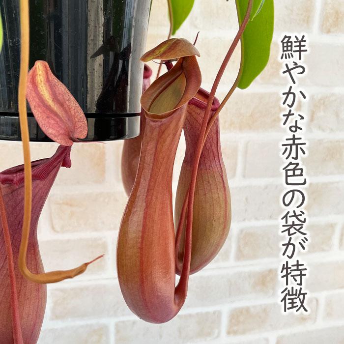 日本花キ流通 予約販売 食虫植物 ネペンテス アラタ 5号 吊り鉢 送料