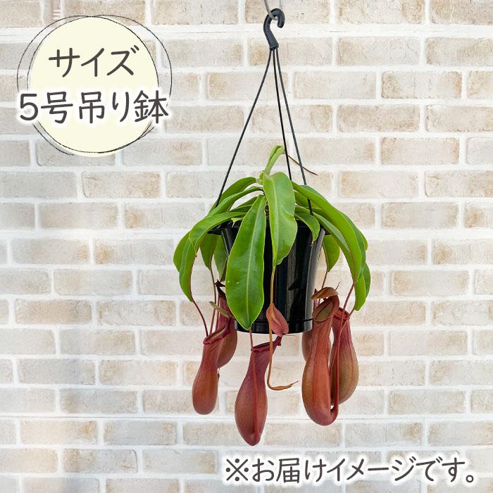 日本花キ流通 予約販売 食虫植物 ネペンテス アラタ 5号 吊り鉢 送料