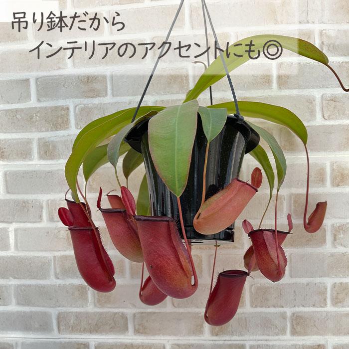 あページ 食虫植物5点セット 日本花キ流通 予約販売 食虫植物 ネペンテス レディラック 5号 吊り鉢