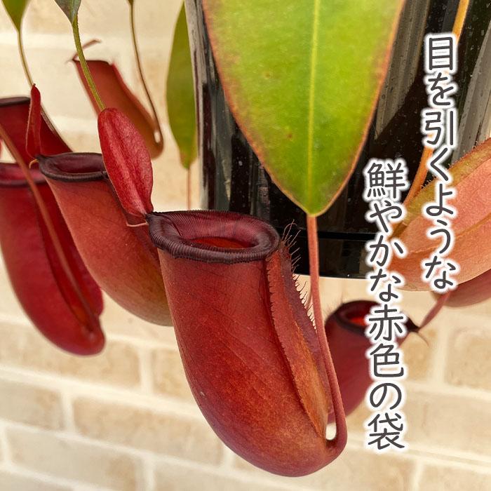 日本花キ流通 予約販売 食虫植物 ネペンテス レディラック 5号 吊り鉢