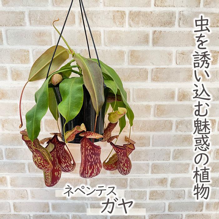★ポットごと♡吊り下げネペンテス♡ガヤ♡5号♡ウツボカズラ♡食虫植物♡ ☆ポットごと♡吊り下げネペンテス♡ガヤ♡5号♡ウツボカズラ