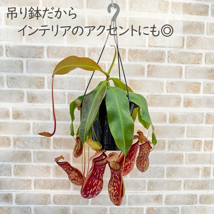 日本花キ流通 予約販売 食虫植物 ネペンテス ガヤ 5号 吊り鉢