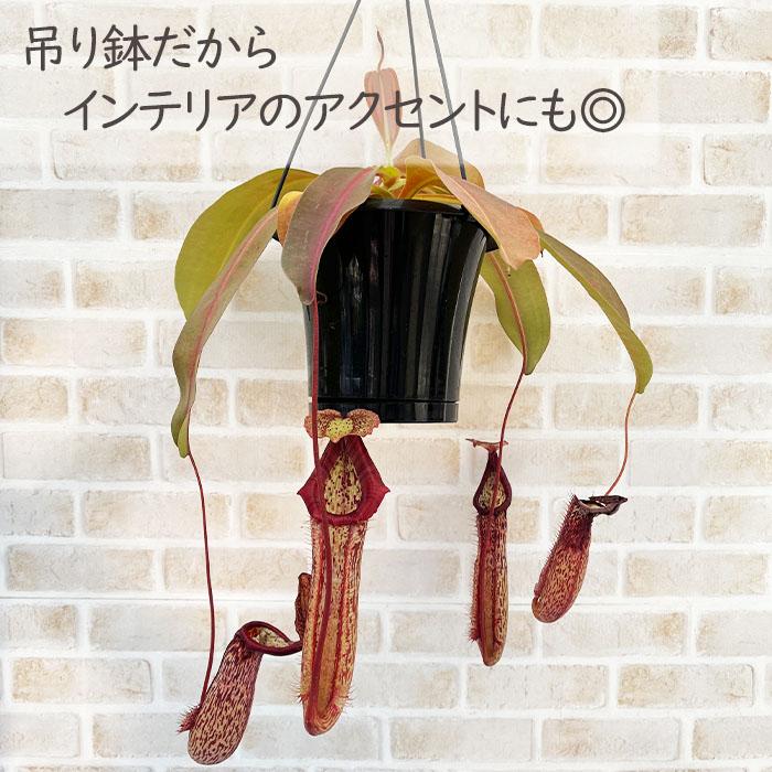 食虫植物　ミランダ 日本花キ流通 予約販売 食虫植物 ネペンテス ミランダ 5号 吊り鉢 送料