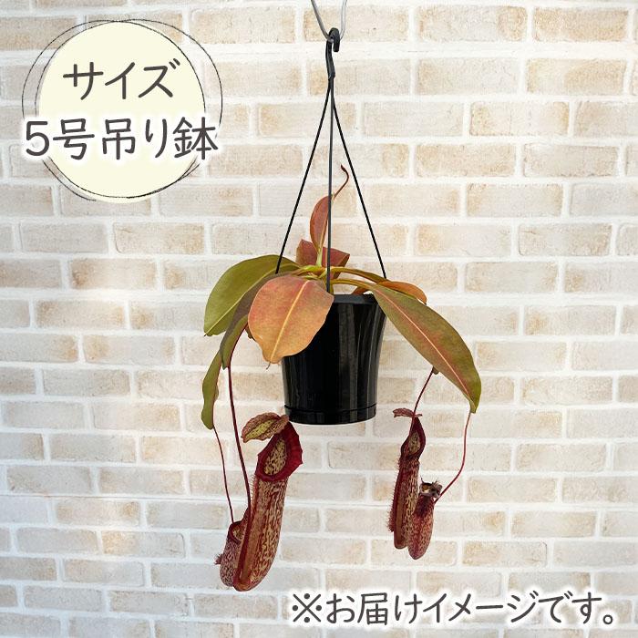 日本花キ流通 予約販売 食虫植物 ネペンテス ミランダ 5号 吊り鉢 送料