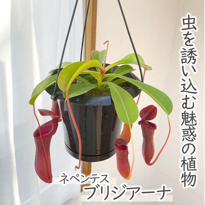 ネペンテス ブリジアナ5.0号 食虫植物 ネペンテス ブリジアナ 【観葉植物 5号／1個売り】｜ 【植物
