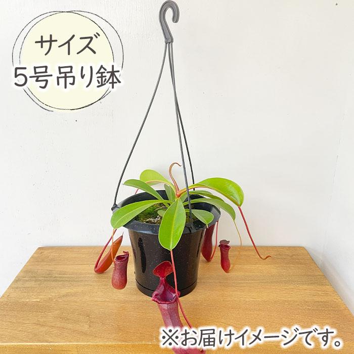 ITANSE ネペンテス ブリジアナ 5号吊り鉢 1個売り 食虫植物 観葉