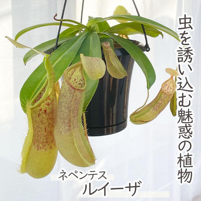 日本花キ流通 予約販売 食虫植物 ネペンテス ルイーザ 5号 吊り 日本花キ流通 予約販売 食虫植物 ネペンテス ルイーザ 5号 吊り
