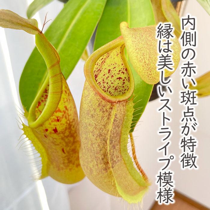 日本花キ流通 予約販売 食虫植物 ネペンテス ルイーザ 5号 吊り 日本花キ流通 予約販売 食虫植物 ネペンテス ルイーザ 5号 吊り