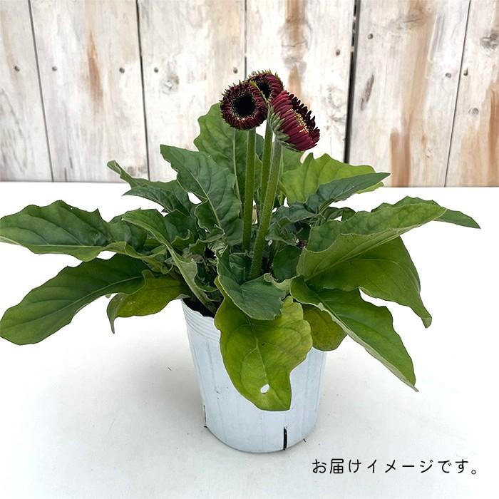 宿根ガーベラ 苗 ガルビネア マジェスティックライトピンク 10.5cm