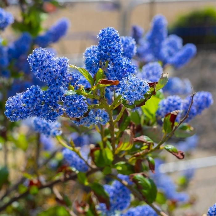 日本花キ流通 セアノサス カリフォルニアライラック 4号鉢 庭木