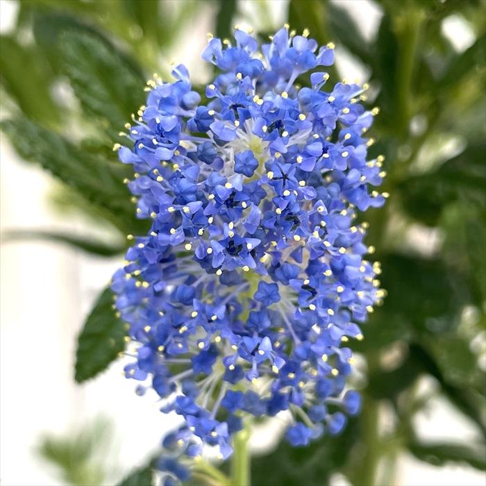 KaiLee　セアノサス　カルフォルニア　ライラック　 セット 日本花キ流通 セアノサス カリフォルニアライラック 4号鉢 庭木