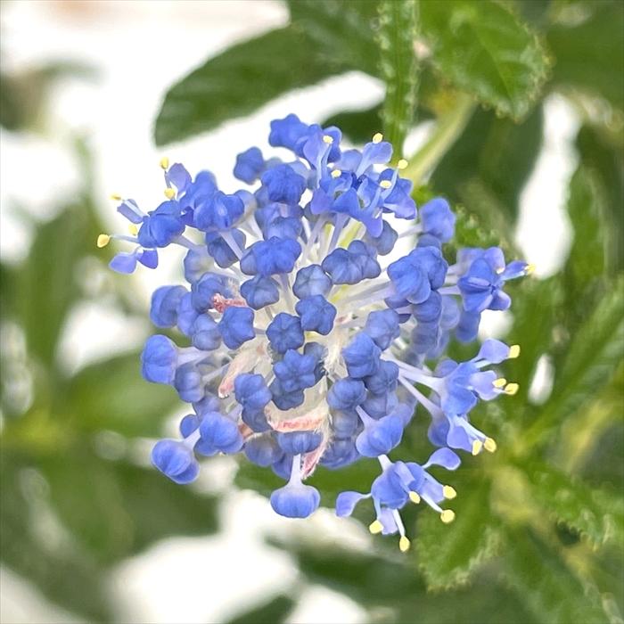 KaiLee　セアノサス　カルフォルニア　ライラック　 セット セアノサス カリフォルニアライラック 苗 販売 苗木部 By 花