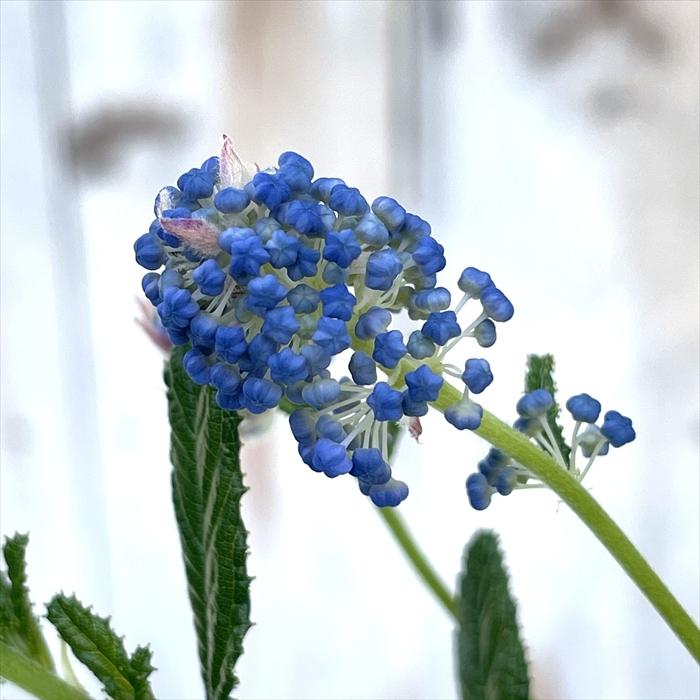 日本花キ流通 セアノサス カリフォルニアライラック 4号鉢 庭木