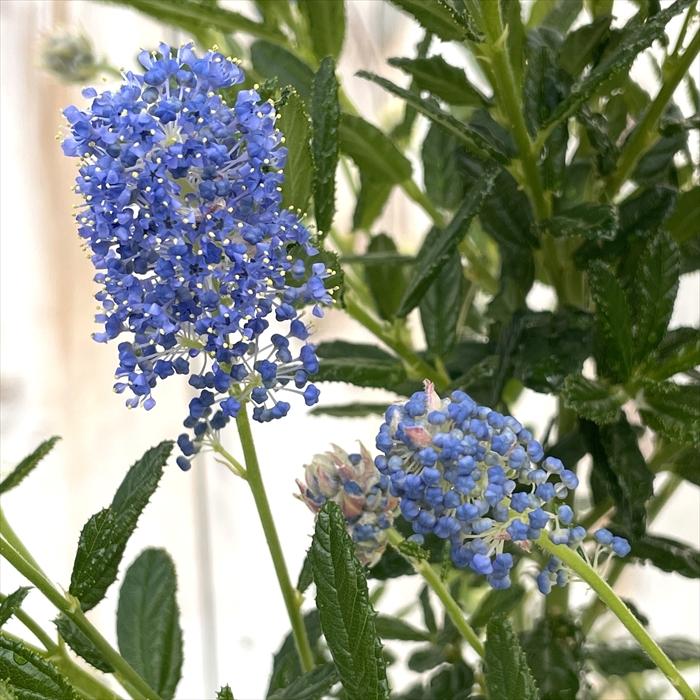 日本花キ流通 セアノサス カリフォルニアライラック 4号鉢 庭木