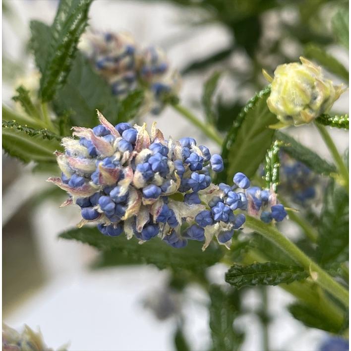 KaiLee　セアノサス　カルフォルニア　ライラック　 セット KaiLee様専用 セアノサス カルフォルニア ライラック セット