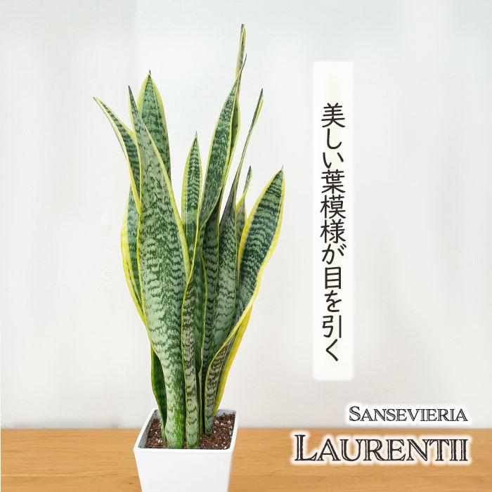 観葉植物 サンスベリア ローレンチ スクエア 4号鉢 送料無料 観葉植物 小型 小さい 室内 贈り物 プレゼント インテリア おしゃれ（Yahoo!・フラワーネット日本花キ流通）