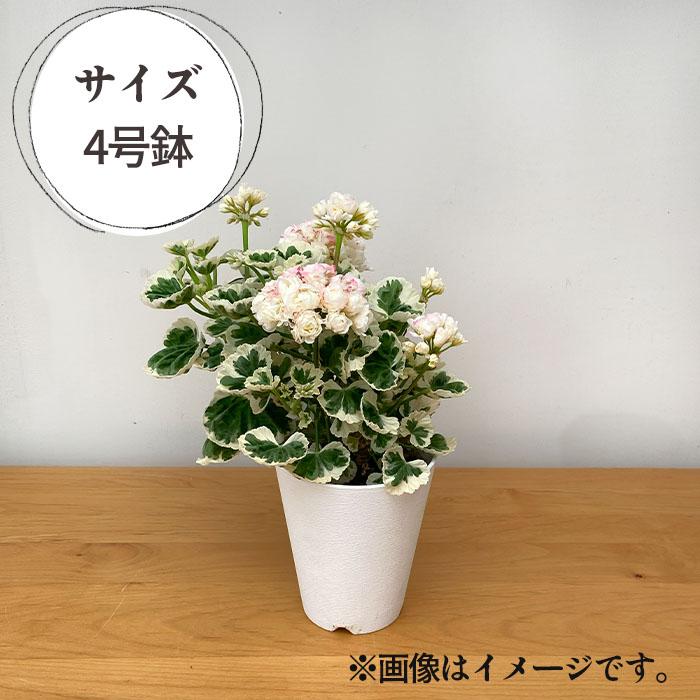 日本花キ流通 予約販売 ゼラニウム アップルブロッサム ホワイト