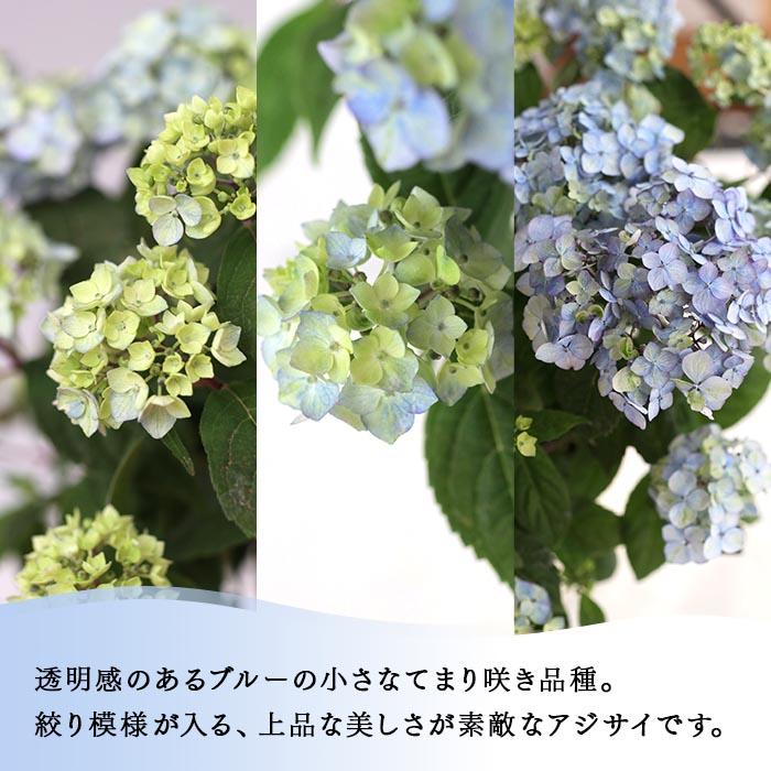 吉岡麗子さんの山アジサイ 津江の小てまり ブルー 9cmポット ぽじさい