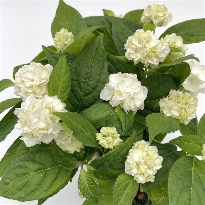 吉岡麗子さんの山アジサイ うるは 9cmポット ぽじさい 苗 花苗 苗木 山