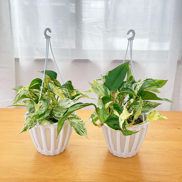 観葉植物 ポトス テルノプロシリーズ No.020 グレース 5号鉢