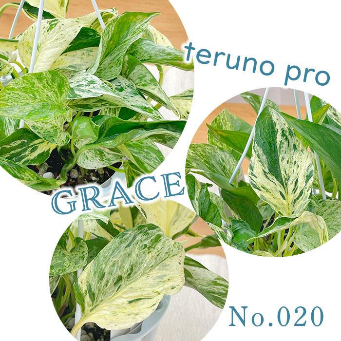 観葉植物 ポトス テルノプロシリーズ No.020 グレース 5号鉢 吊り鉢
