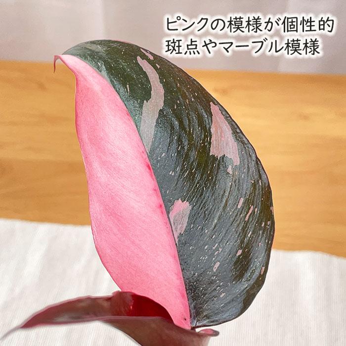 日本花キ流通 観葉植物 フィロデンドロン ピンクプリンセス 3.5号鉢