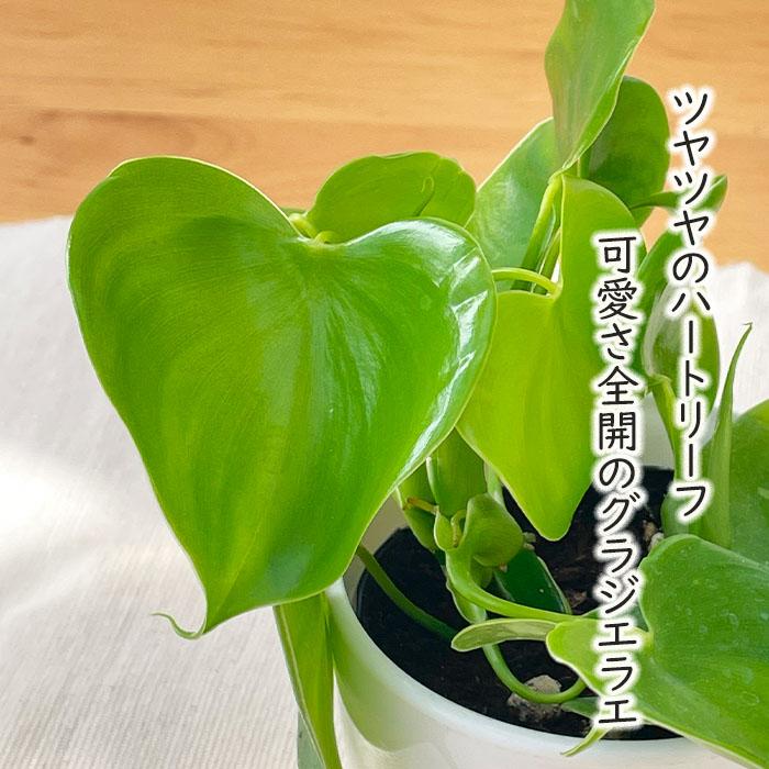 日本花キ流通 観葉植物 cot フィロデンドロン グラジエラエ 3.5号鉢