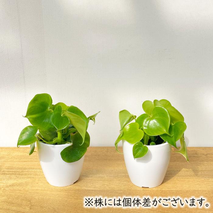日本花キ流通 観葉植物 cot フィロデンドロン グラジエラエ 3.5号鉢