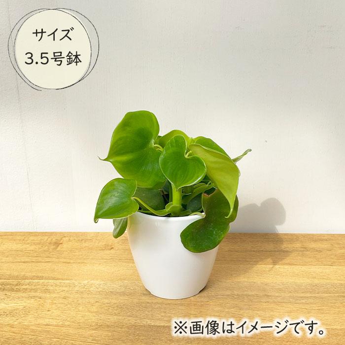 日本花キ流通 観葉植物 cot フィロデンドロン グラジエラエ 3.5号鉢