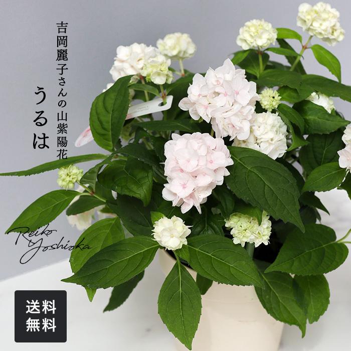 吉岡麗子さんの山アジサイ うるは 登録品種 4号鉢 送料無料