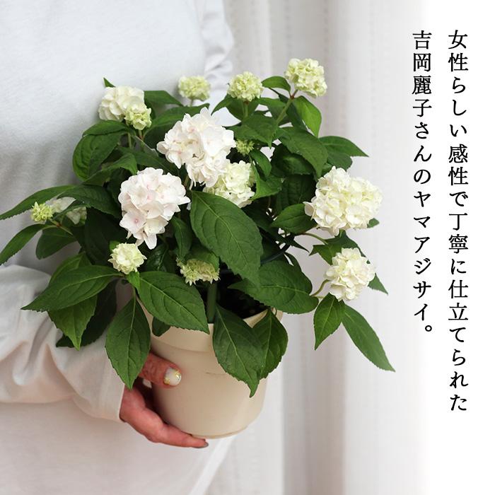 吉岡麗子さんの山アジサイ うるは 登録品種 4号鉢 送料無料