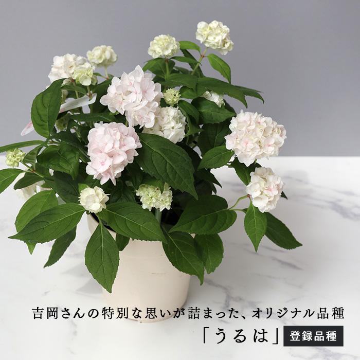 吉岡麗子さんの山アジサイ うるは 登録品種 4号鉢 送料無料