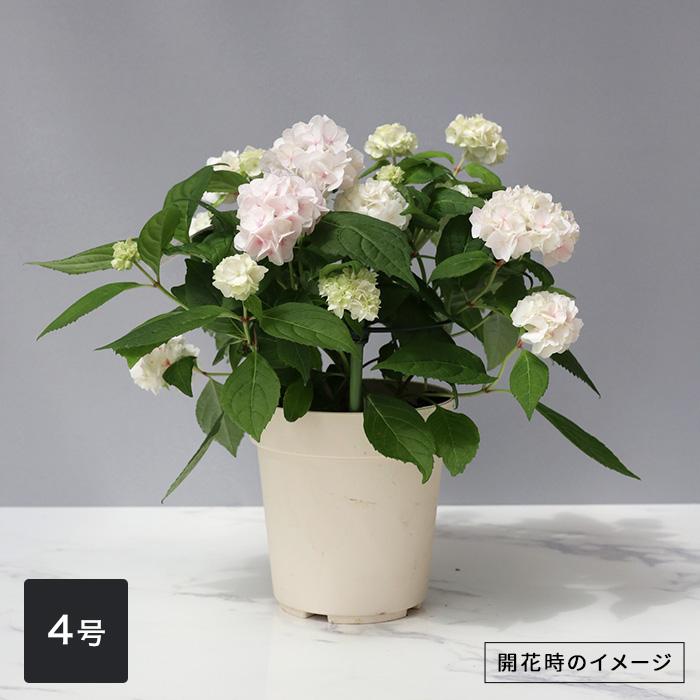 吉岡麗子さんの山アジサイ うるは 登録品種 4号鉢 送料無料