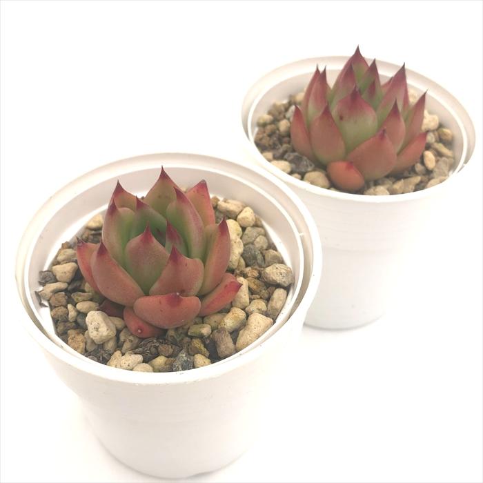 日本花キ流通 多肉植物 hxエケベリア 魅惑の宵×桃太郎