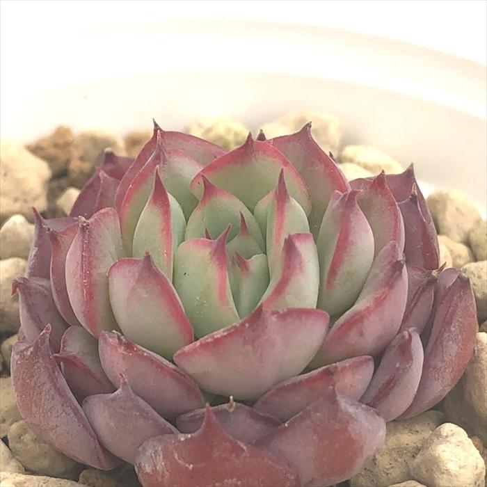日本花キ流通 多肉植物 hxエケベリア メキシコプリドニス×ミニマ 多肉