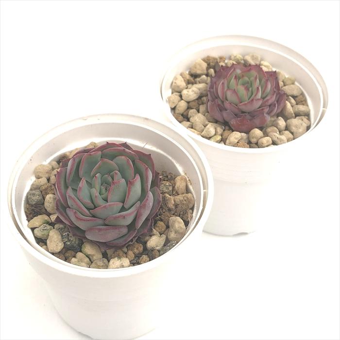 日本花キ流通 多肉植物 hxエケベリア メキシコプリドニス×ミニマ 多肉