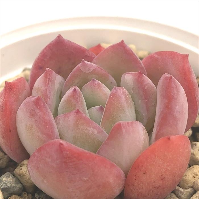 日本花キ流通 多肉植物 hxエケベリア メキシコプリドニス×ラウイ 多肉