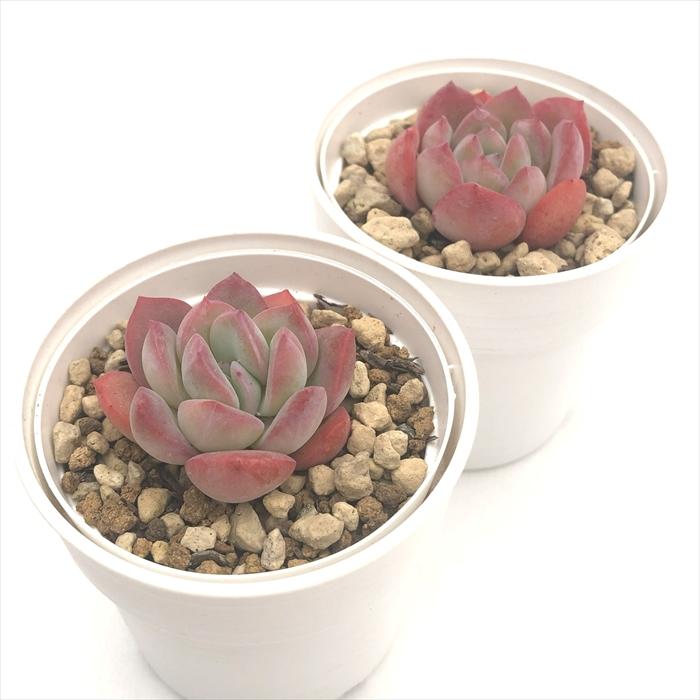 日本花キ流通 多肉植物 hxエケベリア メキシコプリドニス×ラウイ 多肉