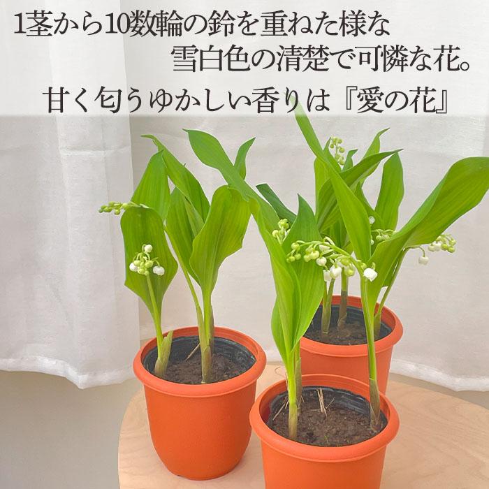 日本花キ流通 すずらん 花付きすずらん 3.5号鉢 スズラン 苗 芳香
