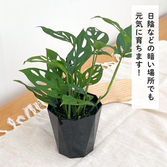 日本花キ流通 観葉植物 モンステラ オブリクアエクスピラータ 3.5号鉢
